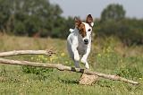 FOX TERRIER POIL LISSE 132